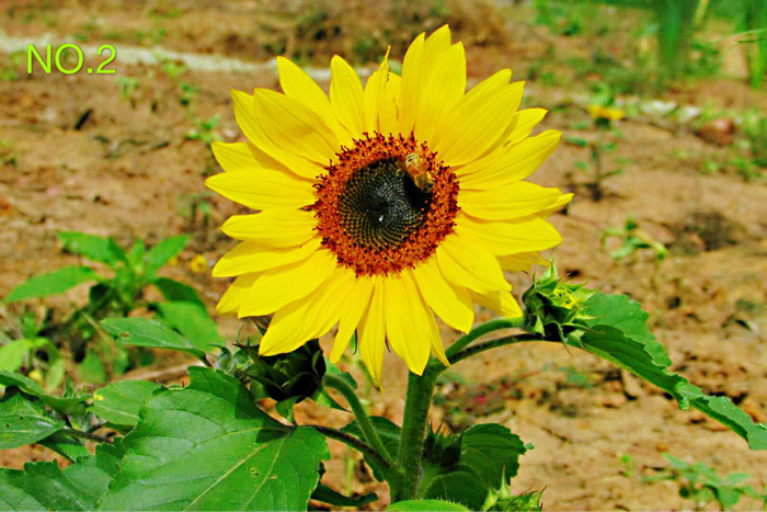 1627283546895767.jpg 2_2ax1.jpg