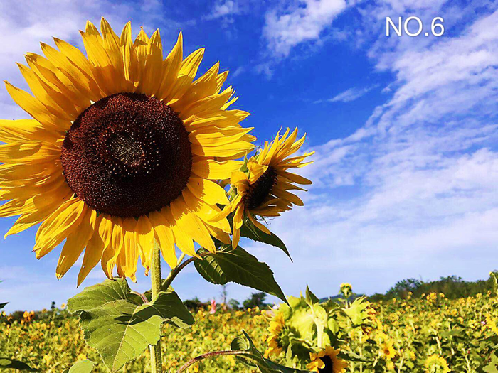 1627283573380206.jpg 6 (1).jpg